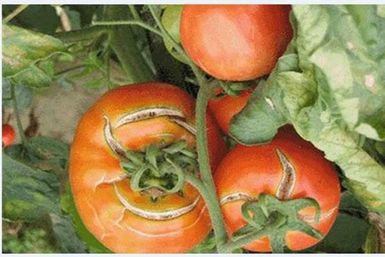 如何防治番茄缺钾？