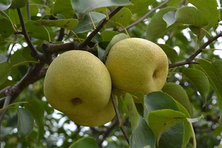 松花菜打什么叶面肥好