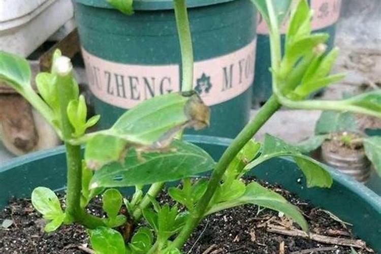 种白菜用什么肥料最好