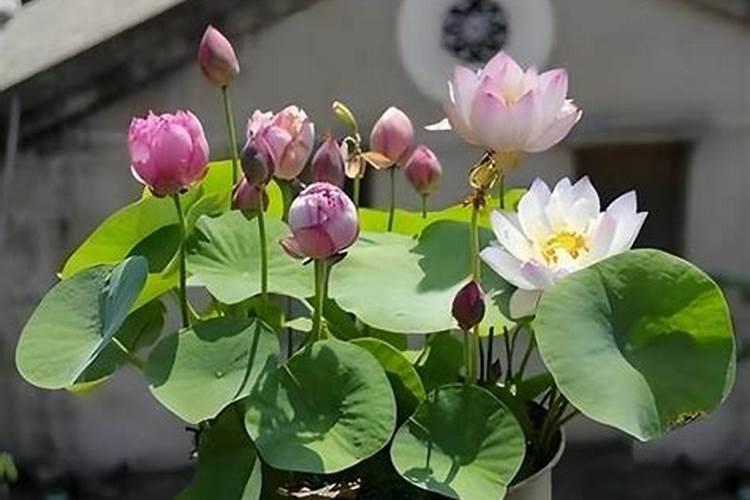 什么植物应多施磷肥