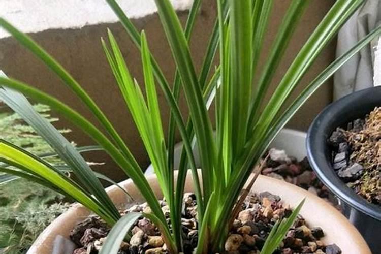 草木灰可以种兰花吗