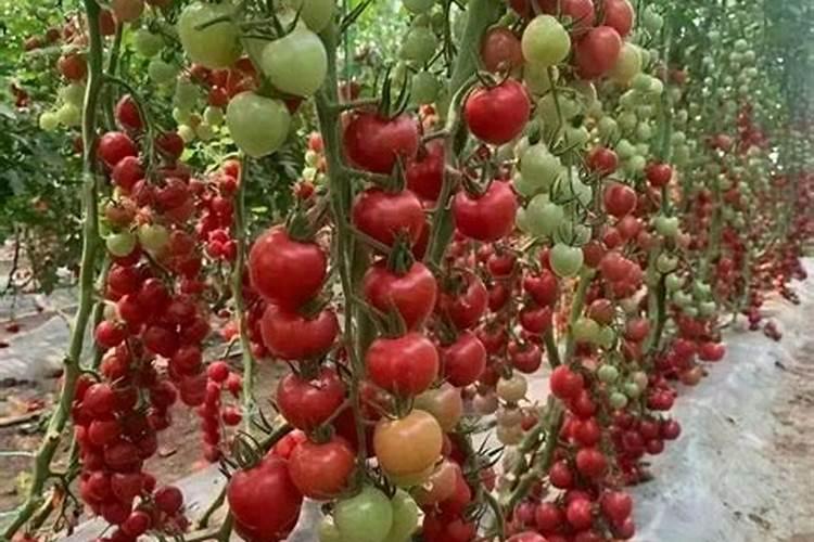 使用嘧霉胺西红柿叶子有残留物会中药害吗