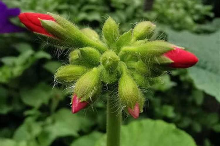 天竺葵用什么花肥比较好？