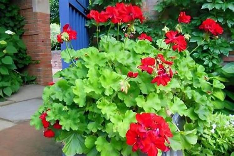 天竺葵浇什么肥料合适