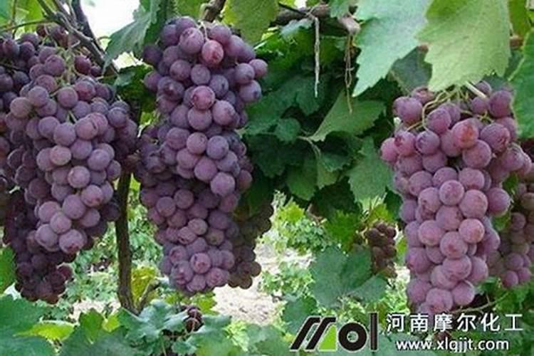 花菜多久施一次肥