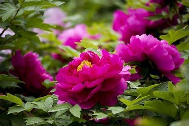 钾代表什么意思