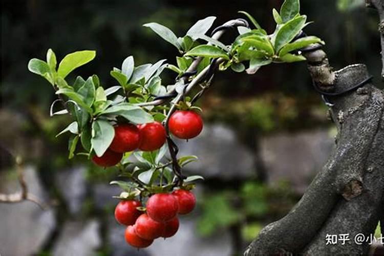 大豆花期能喷芸苔素吗有毒吗
