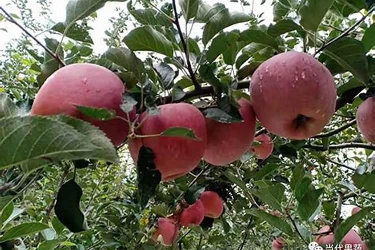 苹果树追肥用什么肥料好