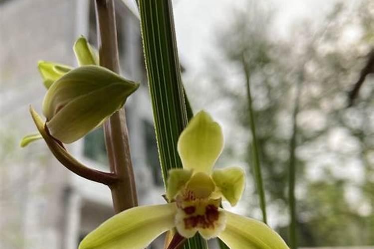 兰花什么季节施肥最好