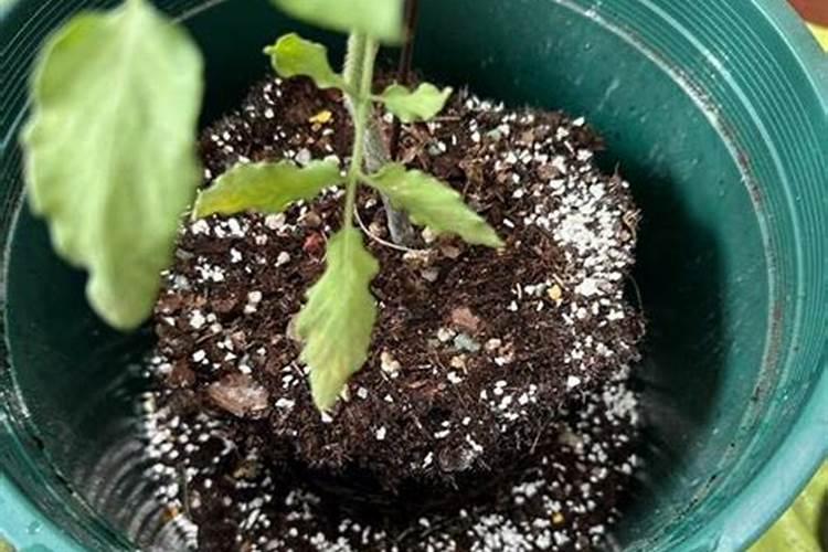 种植玉米一般施肥用什么化肥