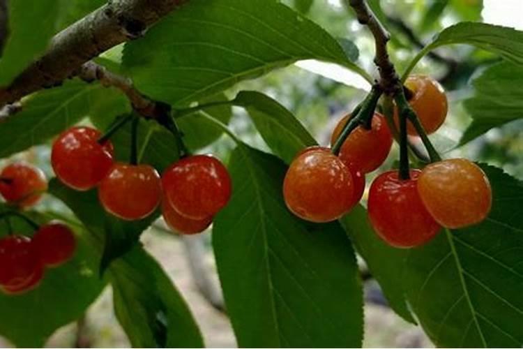 大樱桃树四月份管理技术要点