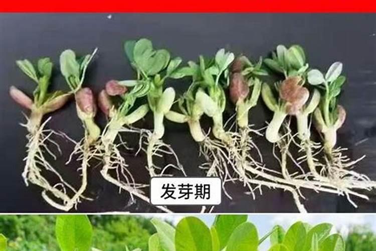 花生应该施含什么最多的肥