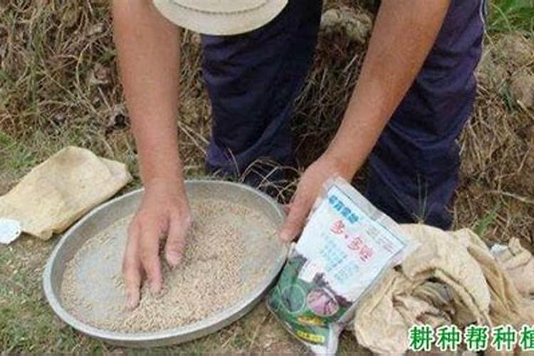 为什么花生巧施钙肥可高产？