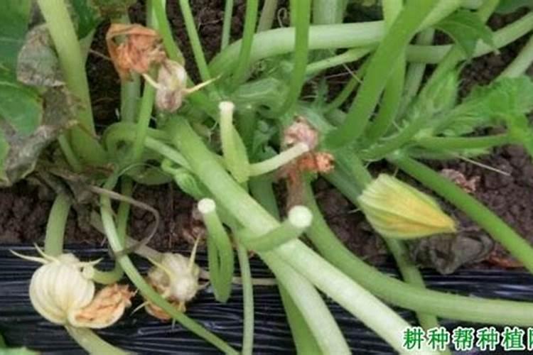 西葫芦叶片皱,是怎么回事啊？