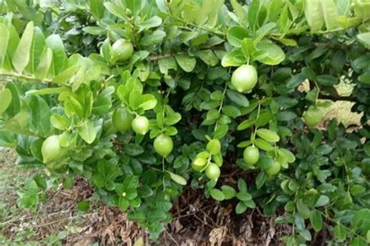 黄杨怎么浇水施肥