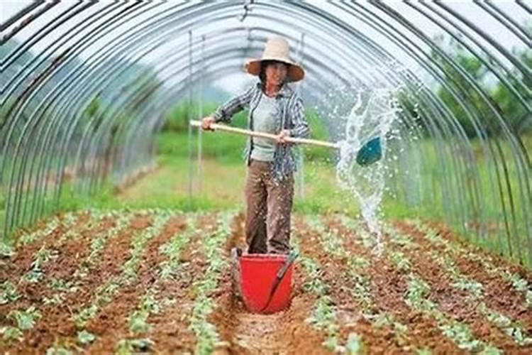 冲施肥每亩20—40公斤怎么配水？