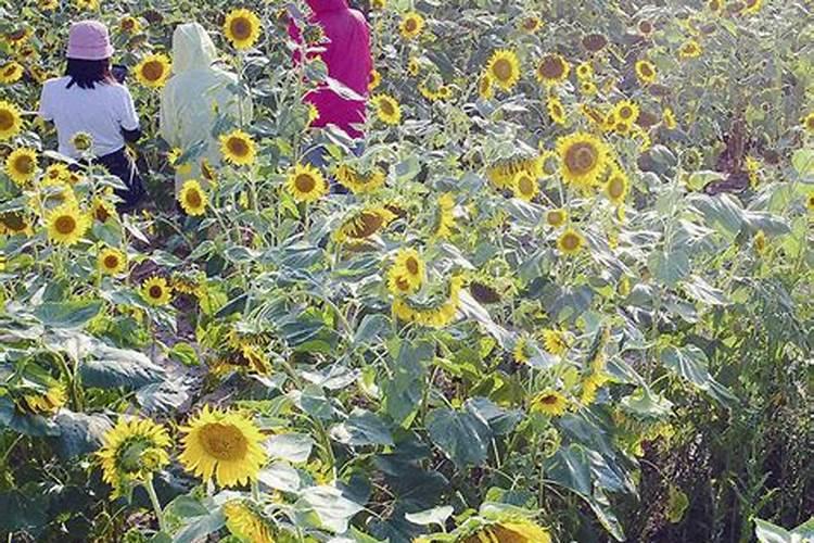 种花用什么钾肥