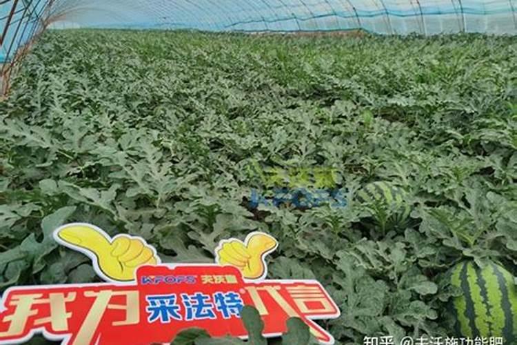 用过的茶叶可以种花吗 泡过的茶叶放花盆里做肥料养花