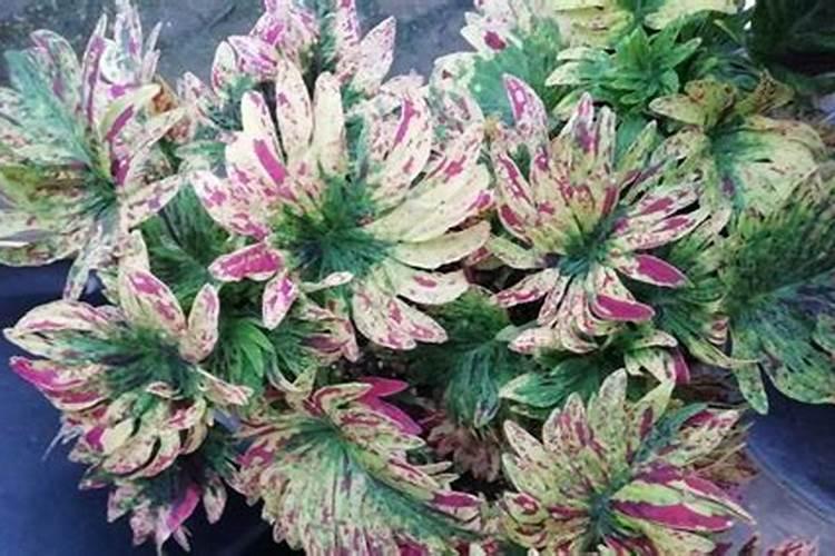 生根粉和多菌灵可以一起浇花吗