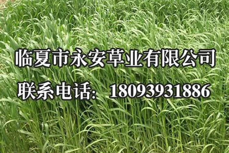 辣椒的要如何施肥