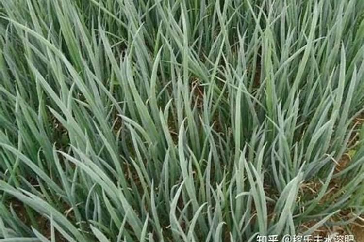 葡萄膨大用什么含量的肥料？