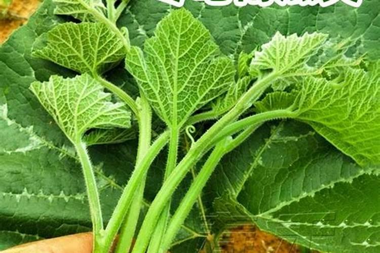 镁肥有哪些品种？如何施用？