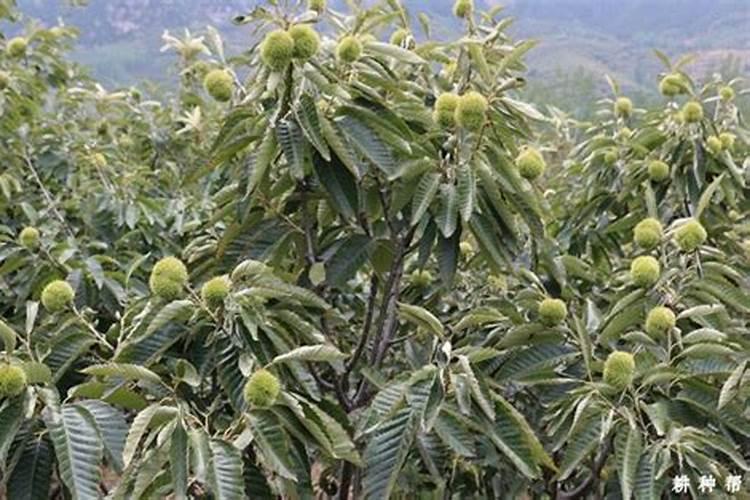 板栗树用什么肥料最好？