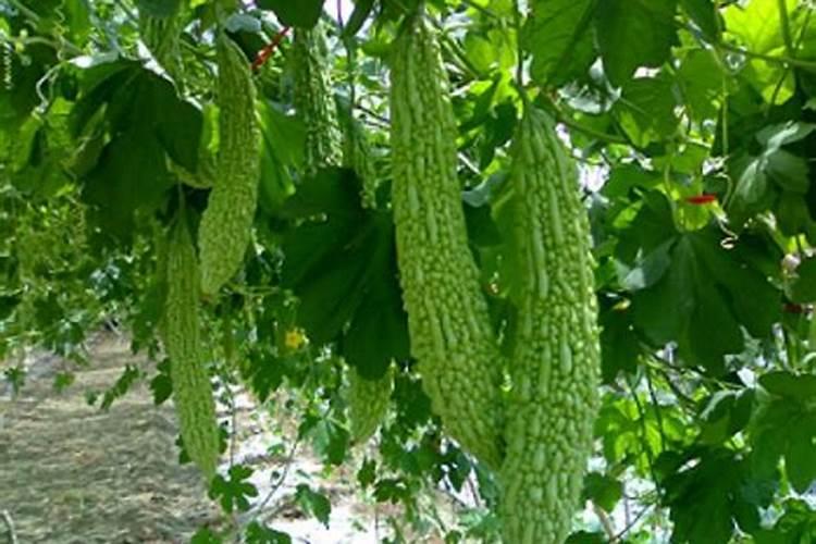 苦瓜施肥用什么肥料
