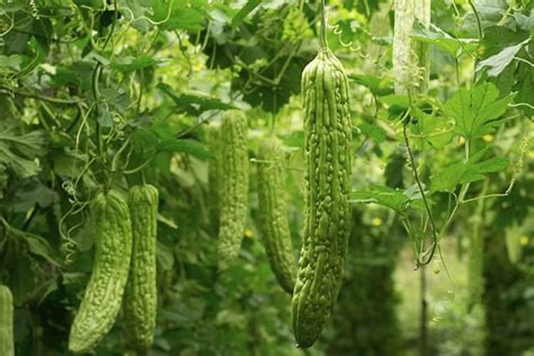 苦瓜用什么肥料好,施肥要点,苦瓜错误施肥有哪些