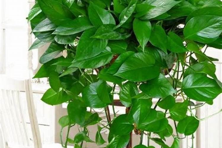 芥菜滴灌多久浇一次水