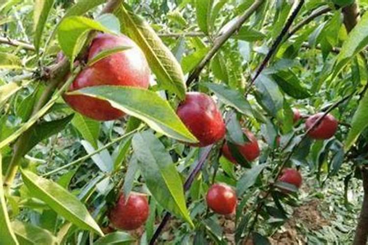 裁了2年的樱桃树不发芽给浇些生根粉行吗？