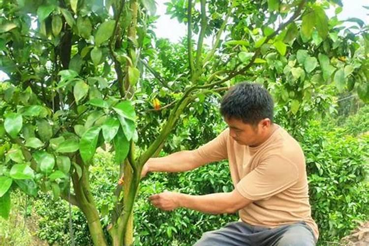 大棚芸豆藤叶子发黄是怎么回事？