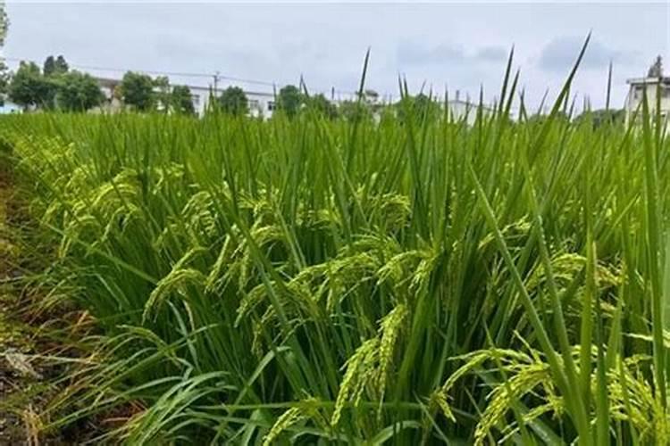 草莓缺钙冲施什么肥料