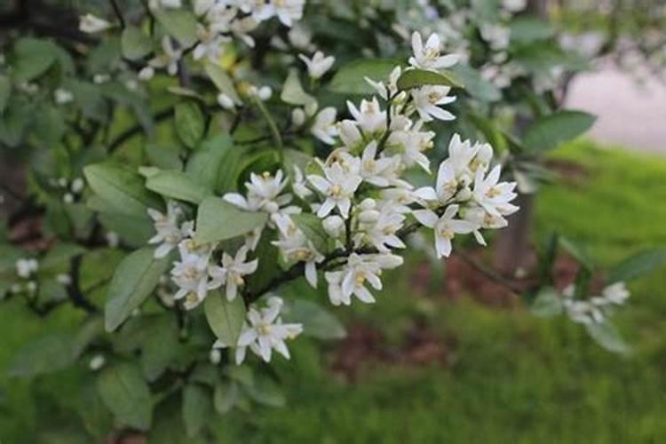 四川人餐桌上常见且爱吃的蔬菜有哪些