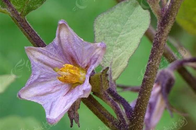 茄子需要施什么肥最好