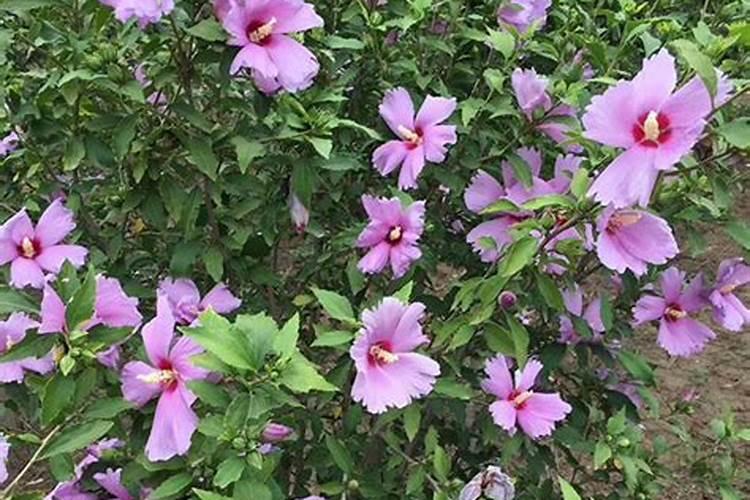 盆栽木槿花开花时能施肥吗