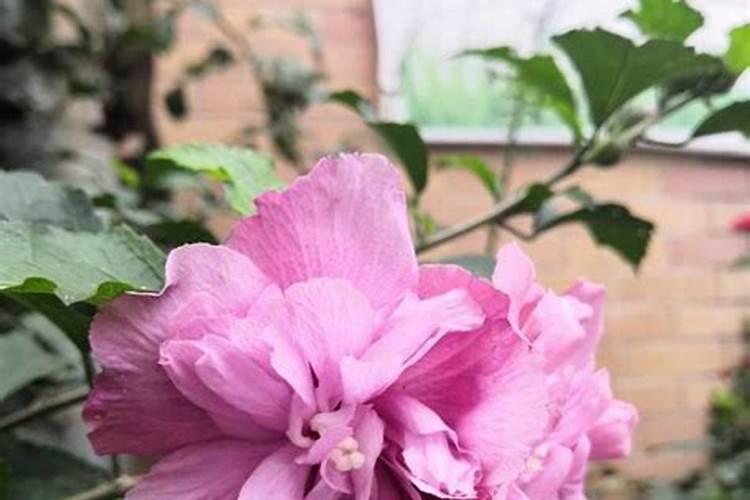 盆栽木槿花开花时能施肥吗