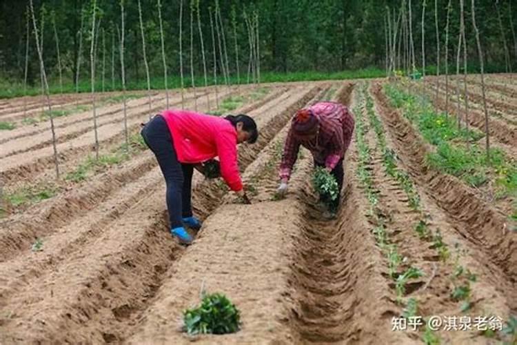 种红薯如何使用钾肥