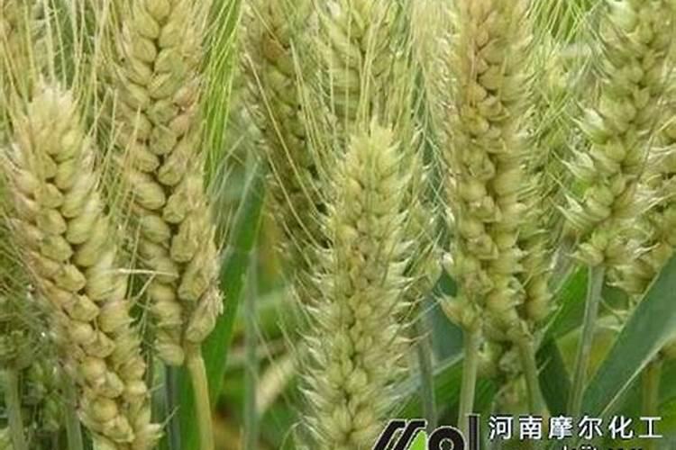 种植麦子怎么施肥