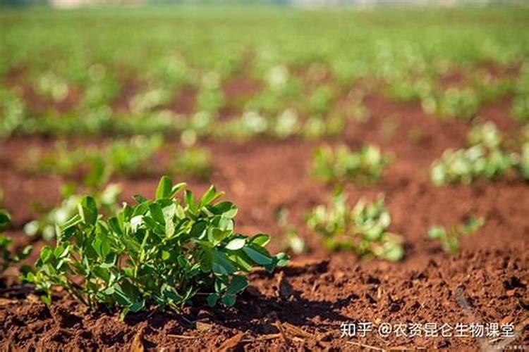 花生追肥用复合肥还是尿素 用什么肥料最好