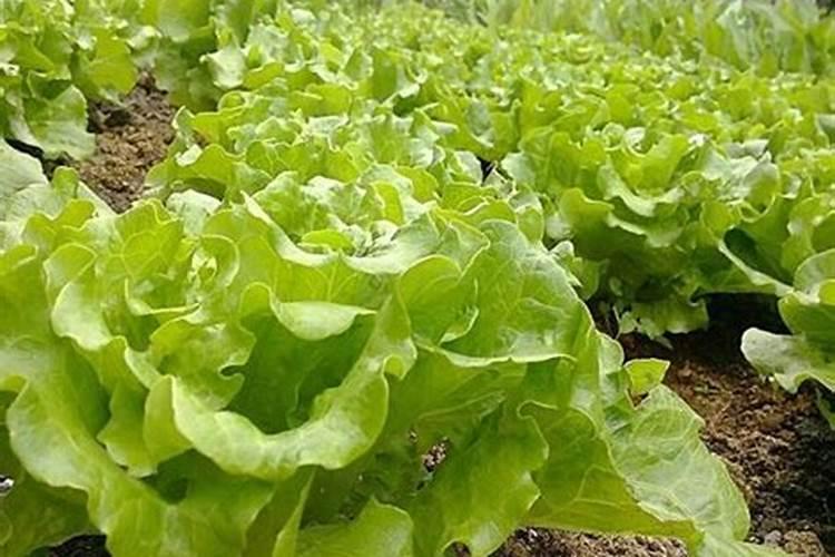 家庭种植生菜一般生长到多大施肥