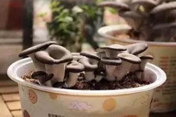 种植蘑菇用什么肥料