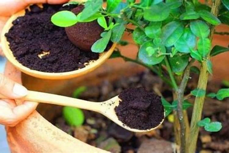 有机肥能养花吗