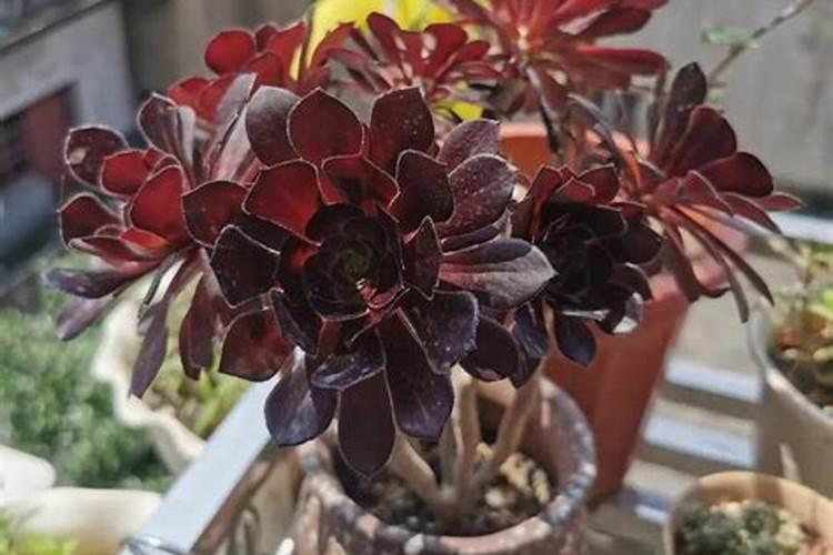 法师施什么肥最好