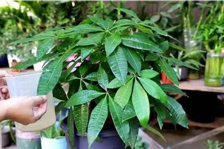 活化磷肥的使用方法