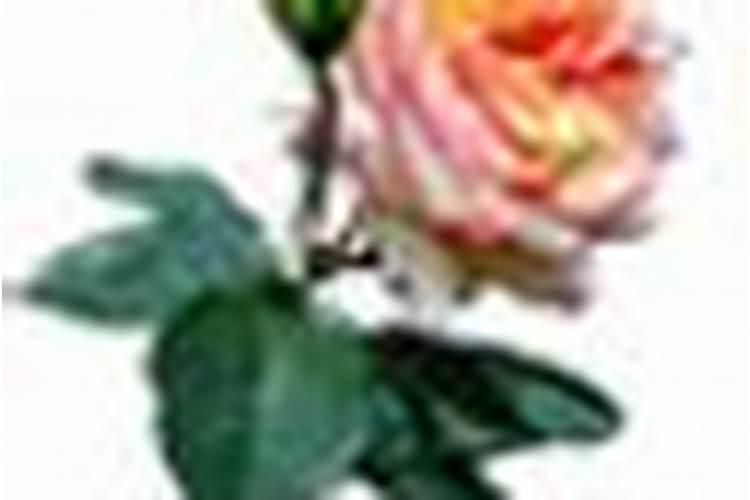 浇花应该早上浇还是晚上浇 浇花应该早上还是晚上浇