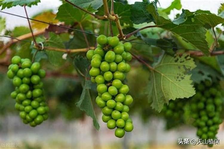 鱼粉食料蛋白质是多少