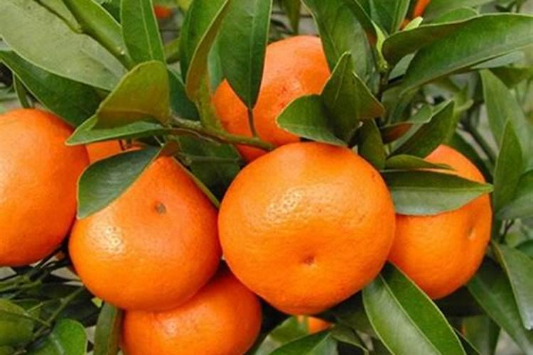 柑橘树专用肥料配方是什么？