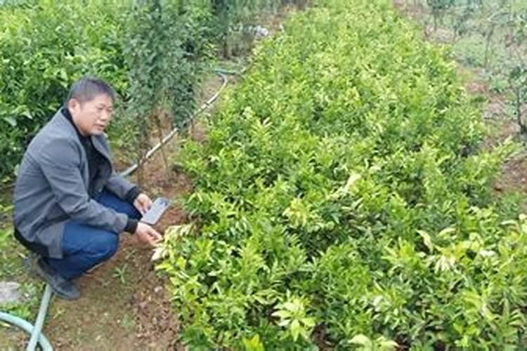 结果柑橘树要怎样施肥？