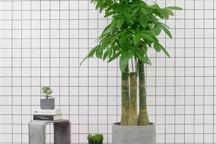 水溶肥和有机肥区别